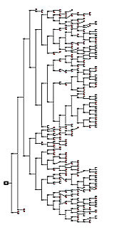 Our unique Starfield™ gives you the best overview of your family tree available